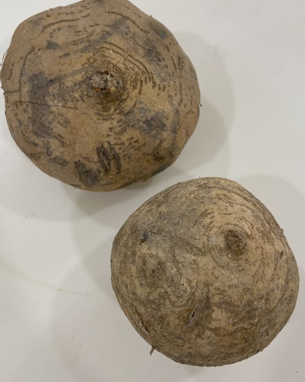 Two whole jicama with rough brown skin, also known as sengkuang or yam bean
